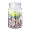 Декоративное растение Кяла с логотипом в Самаре заказать по выгодной цене в кибермаркете AvroraStore