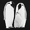 Футболка женская Like a Penguin, черная с логотипом в Самаре заказать по выгодной цене в кибермаркете AvroraStore