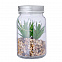 Декоративное растение Кяла с логотипом в Самаре заказать по выгодной цене в кибермаркете AvroraStore